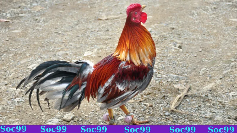 Dựa vào cổ để phân biệt gà chọi hiếu chiến hay không